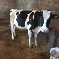 گاو‌آبستن‌شکم‌دوم‌‌‌‌یک‌‌هفته‌مانده‌به‌زایمان