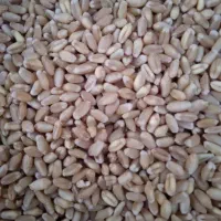 چهار تن گندم تمیز