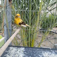 دو عدد قناری ماده