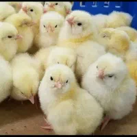 جوجه گوشتی نژاد راس 7 روزه