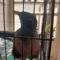 مرغ مینا سخنگو