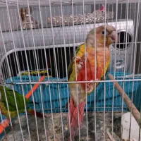 طوطی گیرنچیک جفت