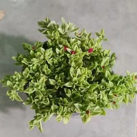 گل یخ ناز قرمز