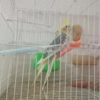 دو جفت عروس هلندی مولد با جوجه به ضمانت