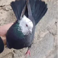 خریدوفروش بالی قره کله ماستی پرشی