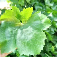 برگ مو تازه