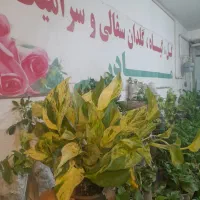 معاوضه داریم‌فروش داریم انواع گلهای پیتوس کلی جزیی