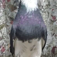 کبوتر شمرونی اصیل