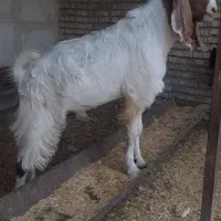 بزنروماده وزاییده ونزدیک زا