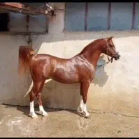 شخصی|اسب و تجهیزات اسبسواری|اهواز, اهواز|دیوار