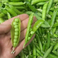 نخود فرنگی درجه یک