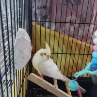 جوجه عروس هلندی دستی وزیبا