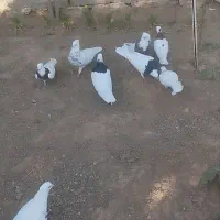 کبوتر طوقی