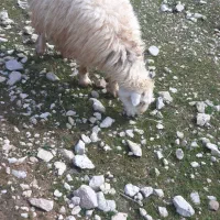 فروش گوسفند چاق ،بره ،بز