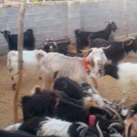 گوسفندبز