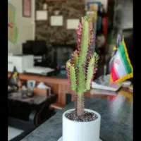 اجاره هفته سوم خرداد