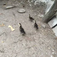 بچه اردک اسرائیلی