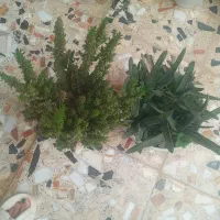 تعدادی گل|گل و گیاه طبیعی|گوراب زرمیخ, |دیوار