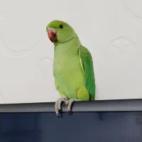 طوطی ملنگو