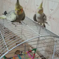 عروس هلندی