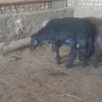 بره قوچ هترو وهمو