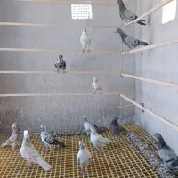کبوتر پرشتی عالی