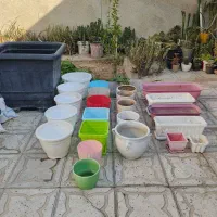 کراسولا،یوکا،کاکتوس،گلدان مشکی و رنگی