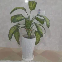 گل دیفن باخیا