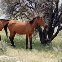 اسب مادیان