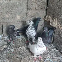کفتر|پرنده|حاجی آباد, |دیوار