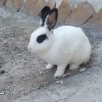 فوری یک عدد خرگوش ماده
