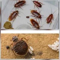 سمپاشی ساس وسوسک دریک مرحله سم پاشی