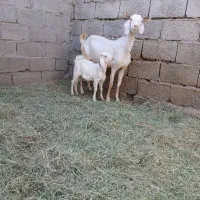 بز با کهر نر