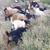 کهره نر و ماده