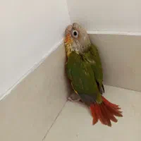 جوجه گریچینگ یلوساید