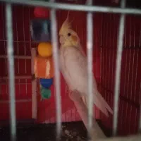عروس هلندی