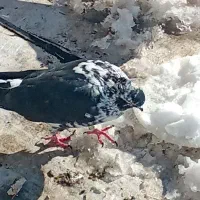 کبوتر گمشده