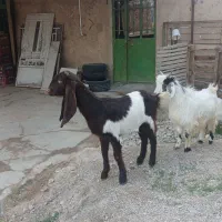 بزغاله پاکستانی ماده