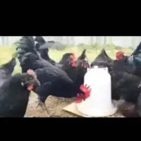 جوجه و تخم نطفه دار استرالوپ استرالیایی