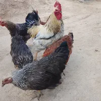 مرغ وخروس
