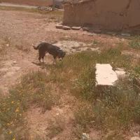 سگ نر قدرجونی رایگان