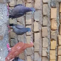 مفلق‌پلاکی