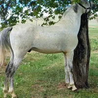 اسب کورد