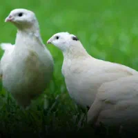 بلدرچین سفید