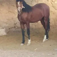 اسب|اسب و تجهیزات اسب‌سواری|خمینی‌شهر, |دیوار