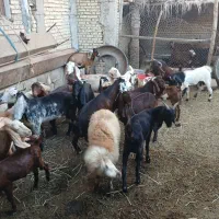بز فروشی