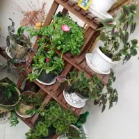 استند گلدان 10 تایی چوبی و امکان ارسال.