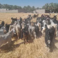 فروش ۶۰ راس بز ترکی یکدست کهره و میش