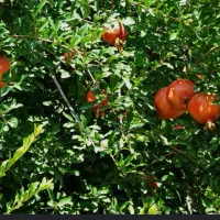 فروش-باغ-اناری