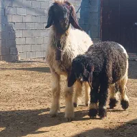 شیشک همراه بره